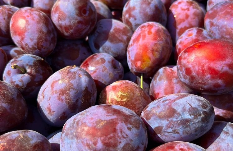 Ціни на фрукти в Україні — вартість фруктів 17 серпня