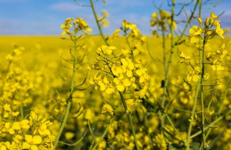 Ціни на ріпак в Україні обвалилися до мінімуму з кінця 2024 року: що відбувається