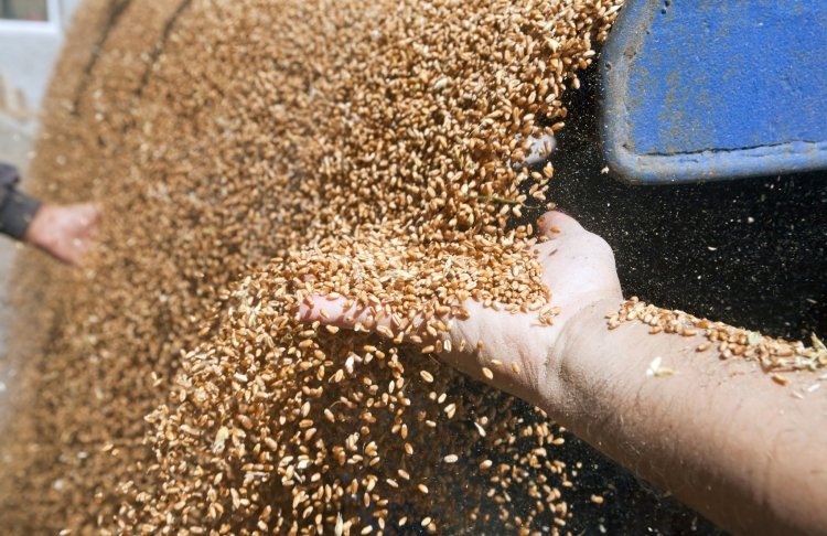Латвія планує ввести 300% мито на зерно з Росії та Білорусі