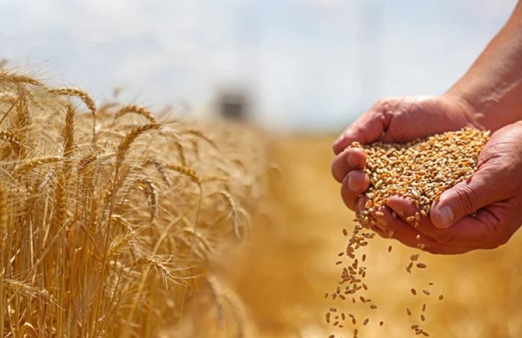 Не зерно: українські аграрії вже експортують більше продуктів переробки, ніж сировини