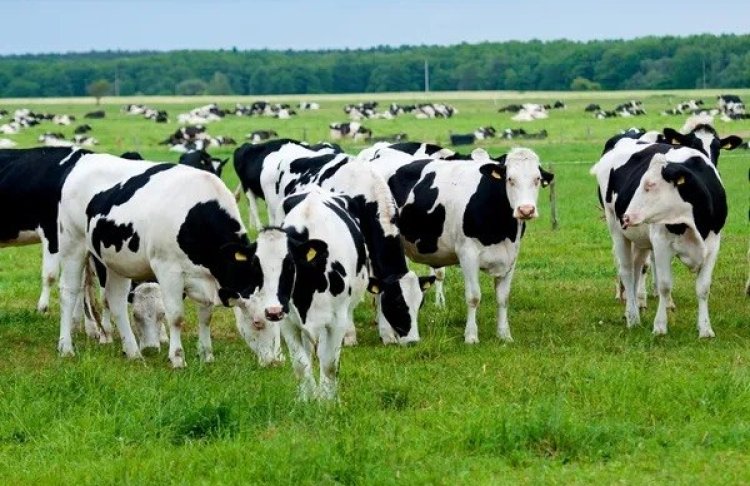 Україна скоротила експорт великої рогатої худоби попри стійкий світовий попит на яловичину