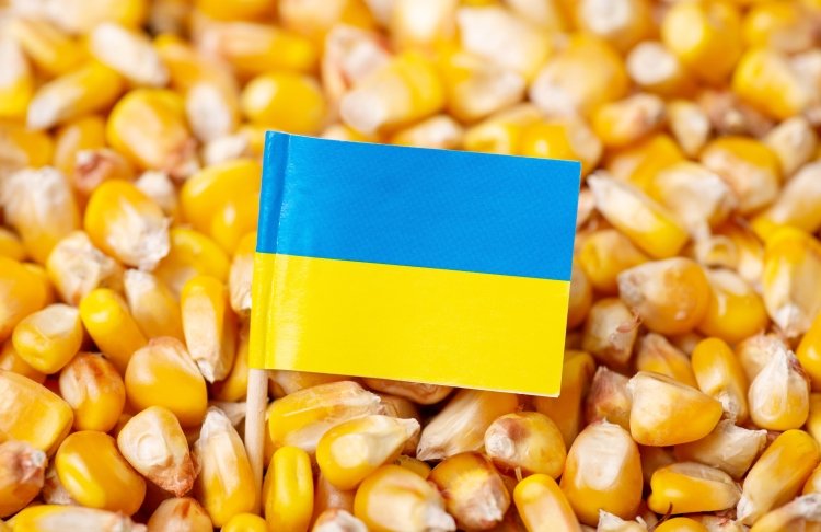 Українська кукурудза дешевшає на тлі атак на Чорному морі, трейдери зупиняють закупівлі