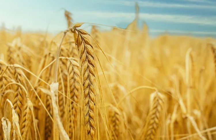 Україна скоротила експорт зернових: скільки продали пшениці, кукурудзи та жита