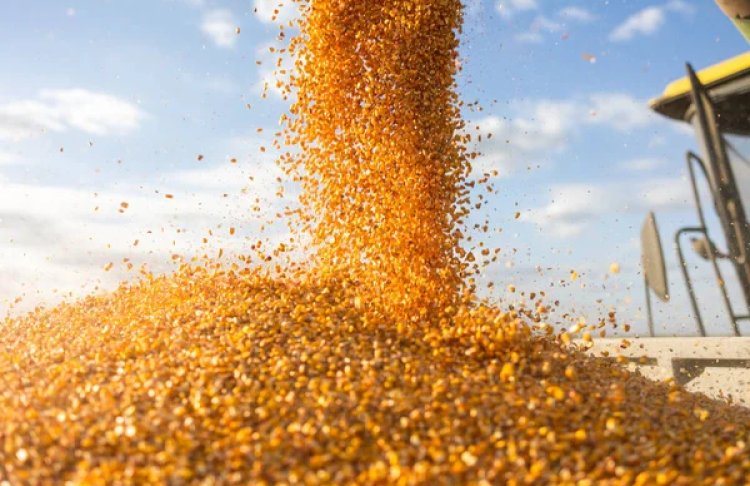 Не зерно: Мінагрополітики хоче віддати пріоритет експорту продукції з доданою вартістю